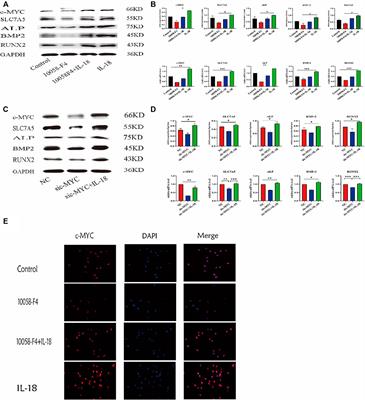 IL-18-Mediated SLC7A5 Overexpression Enhances Osteogenic Differentiation of Human Bone Marrow Mesenchymal Stem Cells via the c-MYC Pathway